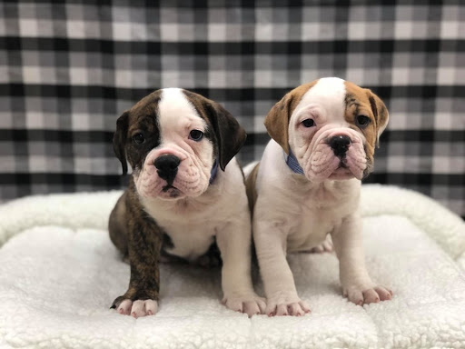 Pet Store «Happiness Is Pets Vi», reviews and photos, 616 E Roosevelt Rd, Lombard, IL 60148, USA