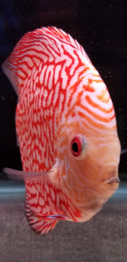 Pet Supply Store «Tropical Island Aquarium Fish Store Long Island», reviews and photos, 2112 Deer Park Ave, Deer Park, NY 11729, USA