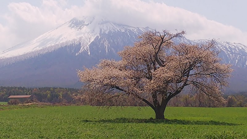 上坊牧野の一本桜