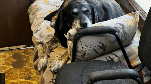 2151 Niagara St, Buffalo, NY 14207, USA