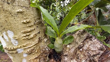 Deli Selva