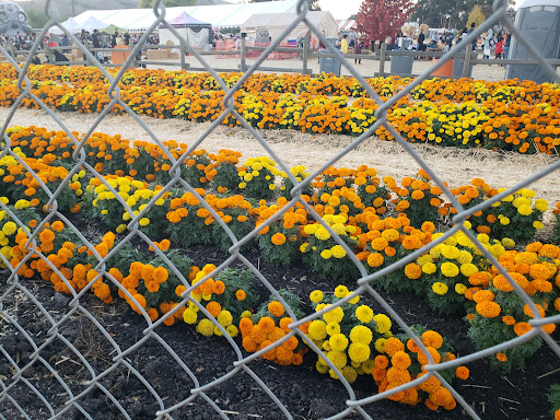 Pumpkin Patch «Spina Farms», reviews and photos, Santa Teresa Blvd, Morgan Hill, CA 95037, USA