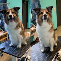 VCA Continental Boarding & Doggie Daycare - Photo 5 - Car repair in Charlotte, NC, Rock Hill