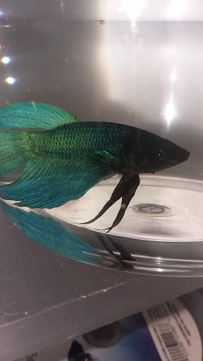 Pet Supply Store «Petco Animal Supplies», reviews and photos, 1011 University Blvd #100, Suffolk, VA 23435, USA