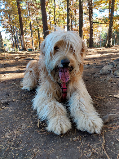 Dog Park «Beverly Dog Park», reviews and photos, L P Henderson Rd, Beverly, MA 01915, USA