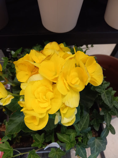 Shopping Mall «Manor Shopping Center», reviews and photos, 1234 Millersville Pike, Lancaster, PA 17603, USA