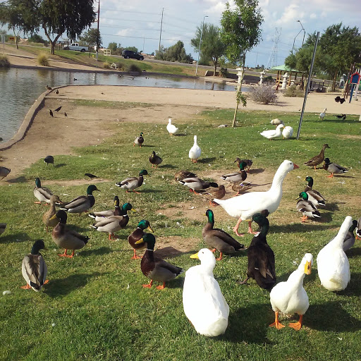 Park «Friendship Park», reviews and photos, 12325 W McDowell Rd, Avondale, AZ 85323, USA