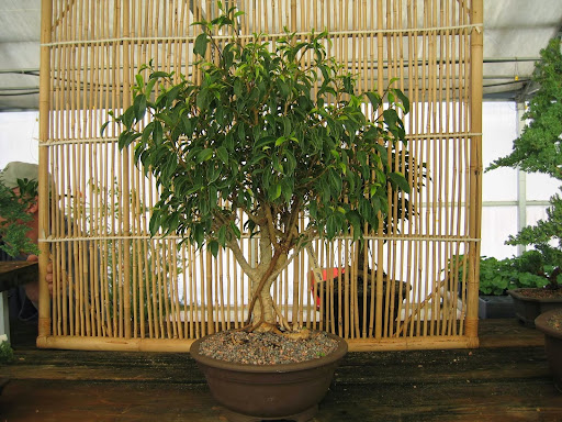 Bonsai Nursery Inc