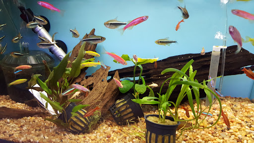 Tropical Fish Store «Aquariums By JJ», reviews and photos, 33 Hamburg Turnpike, Riverdale, NJ 07457, USA