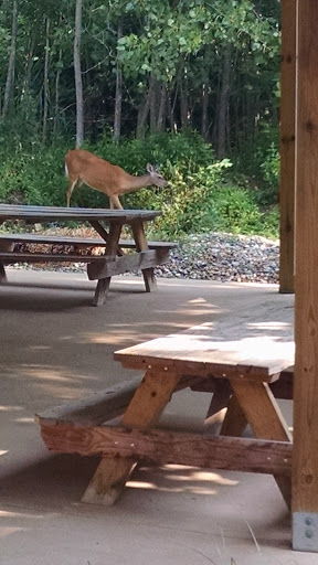 Tourist Attraction «ZipZone Canopy Tours», reviews and photos, 7925 N High St, Columbus, OH 43235, USA