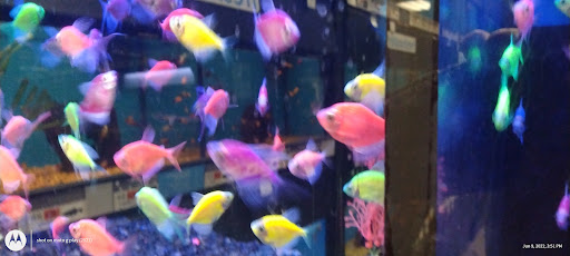 Pet Supply Store «Petco Animal Supplies», reviews and photos, 304 Western Ave, Brighton, MA 02135, USA