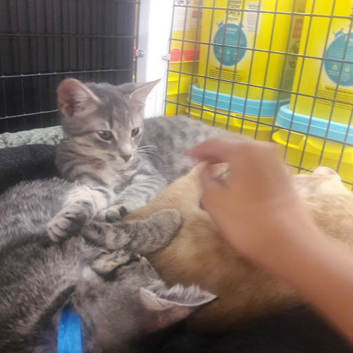 Pet Store «Pet Supermarket, Inc.», reviews and photos, 2446 N University Dr, Coral Springs, FL 33065, USA