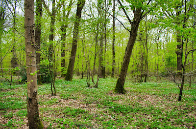 Bois de Belleau à Bouresches