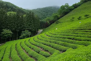 Boseong Green Tea Field Daehan Dawon image