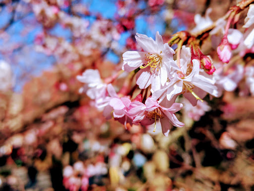 Park «Columbus Park», reviews and photos, 67 Mulberry St, New York, NY 10013, USA