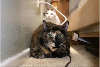 Trailmarkers - Photo 6 - Car repair in , Pasadena