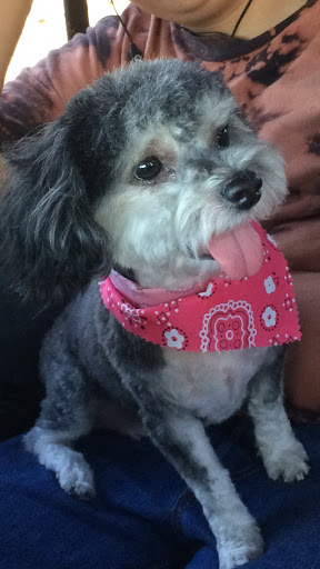 Lucky Dog Pet Grooming image