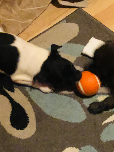 Pet Supply Store «Petco Animal Supplies», reviews and photos, 1410 N Loop 336 W, Conroe, TX 77304, USA