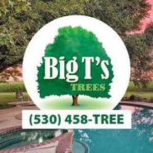 Big Ts Trees image