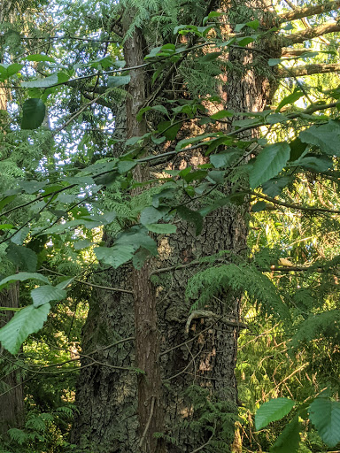 Park «West Hylebos Wetlands Park», reviews and photos, 411 S 348th St, Federal Way, WA 98003, USA