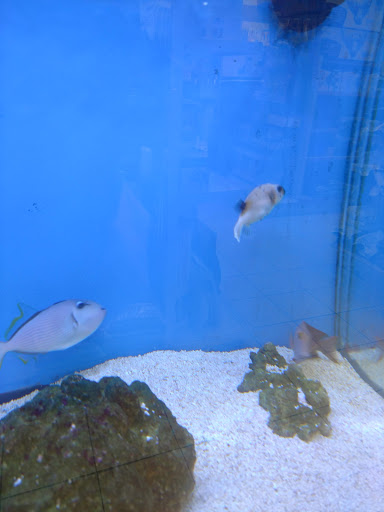 Pet Store «Odd Lot Pet Shop», reviews and photos, 7769 S Harlem Ave, Bridgeview, IL 60455, USA