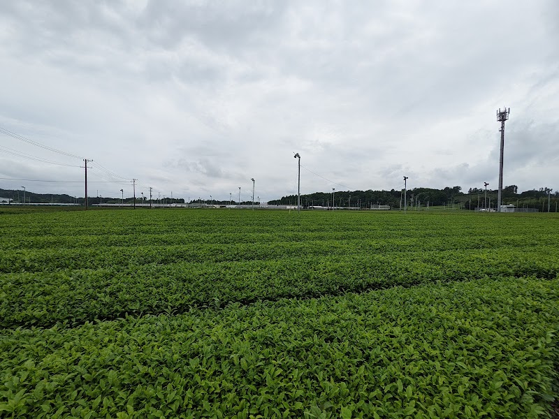 和田岡の茶畑