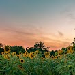Sunflower field#1