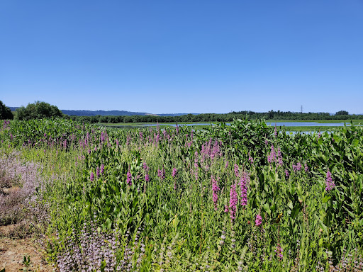 Nature Preserve «Smith and Bybee Wetlands Natural Area», reviews and photos, 5300 N Marine Dr, Portland, OR 97203, USA