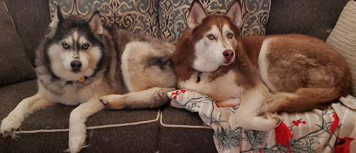 Pet Store «Perfect Pup Inc», reviews and photos, 2400 E Main St, St Charles, IL 60174, USA