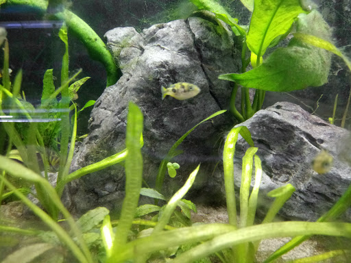 Pet Store «Fish 4 U», reviews and photos, 4010 Highland Dr #1, Millcreek, UT 84124, USA