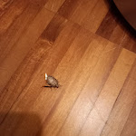 Photo n°1 de l'avis de Miriam.e fait le 22/10/2023 à 08:27 sur le  Torre Antica Venice Airport Hotel à Venice