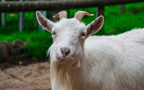 Buttercups Sanctuary For Goats image