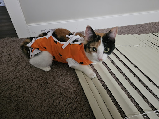 West County Animal Clinic image