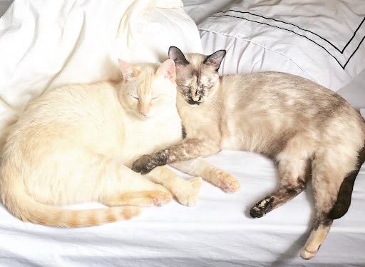 Popular Animal Sem Dor em Guarulhos - SP