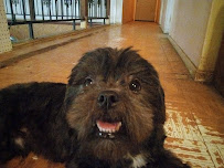 Doggy Style Groomers - Photo 9 - Car repair in Tyler, TX, Tyler