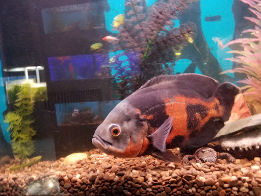 Pet Store «Creature Comforts», reviews and photos, 1250 Front St, Binghamton, NY 13901, USA