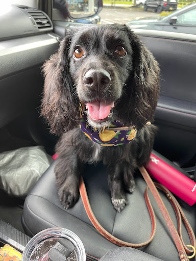 Pet Supply Store «EarthWise Pet Supply & Grooming», reviews and photos, 245 Fries Mill Rd, Blackwood, NJ 08012, USA