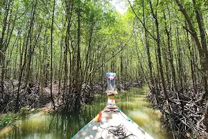 Mangrove forest image