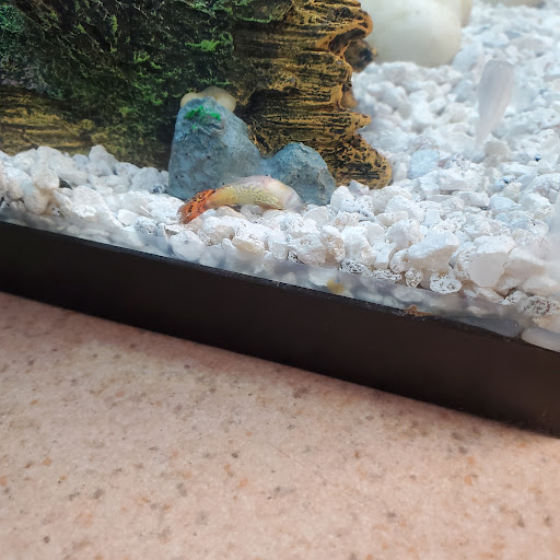 Pet Supply Store «Petco Animal Supplies», reviews and photos, 2450 Monarch Dr #105, Laredo, TX 78045, USA