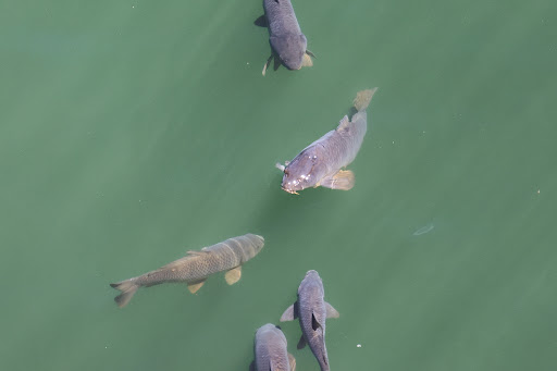 Fishing Area «Kinzua Dam», reviews and photos