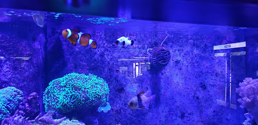 Tropical Fish Store «Ultimate Reefs & Aquariums», reviews and photos, 6020 S Memorial Dr, Tulsa, OK 74145, USA