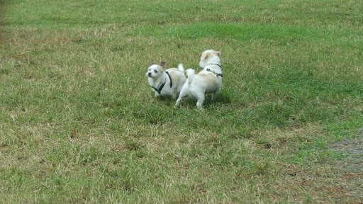 Park «Al Helms Dog Park», reviews and photos, 1022 Balboa Ave, Panama City, FL 32401, USA