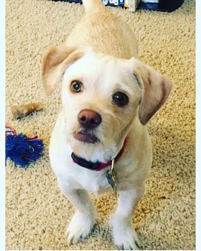 1 Love Dog Rescue image