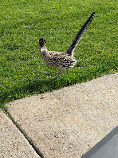 Golf Course «Aguila Golf Course», reviews and photos, 8440 S 35th Ave, Laveen Village, AZ 85339, USA