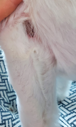 Pet Supply Store «Petco Animal Supplies», reviews and photos, 8820 NE 5th Ave, Vancouver, WA 98665, USA