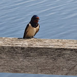 Photo n°6 de l'avis de Achim.e fait le 11/06/2021 à 17:45 sur le  Fischerstübchen Mardorf à Neustadt am Rübenberge