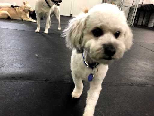 Dog Trainer «Suite Dog Daze», reviews and photos, 2090 Front St NE, Salem, OR 97301, USA