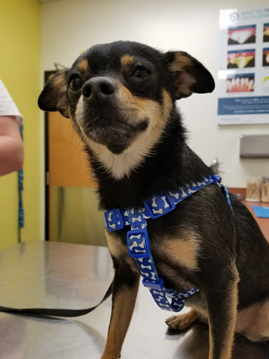 Pet Supply Store «PetSmart», reviews and photos, 5521 Mirage St, Yorba Linda, CA 92887, USA