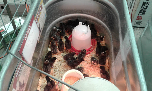 Home Improvement Store «Tractor Supply Co.», reviews and photos, 4724 Penn Ave a, Reading, PA 19608, USA