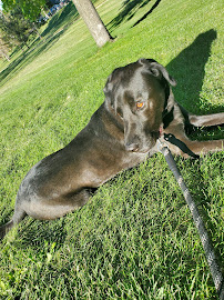 Dogtopia of Fort Collins - Photo 4 - Car repair in Fort Collins, CO, Fort Collins